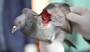 Latest News Gujarat : ગુજરાતમાં ઉત્તરાયણ દરમિયાન 480 પક્ષી સારવાર કેન્દ્ર કાર્યરત કરાશે,8500 થી વધુ કર્મચારીઓ-સ્વયંસેવકો સેવા આપશે